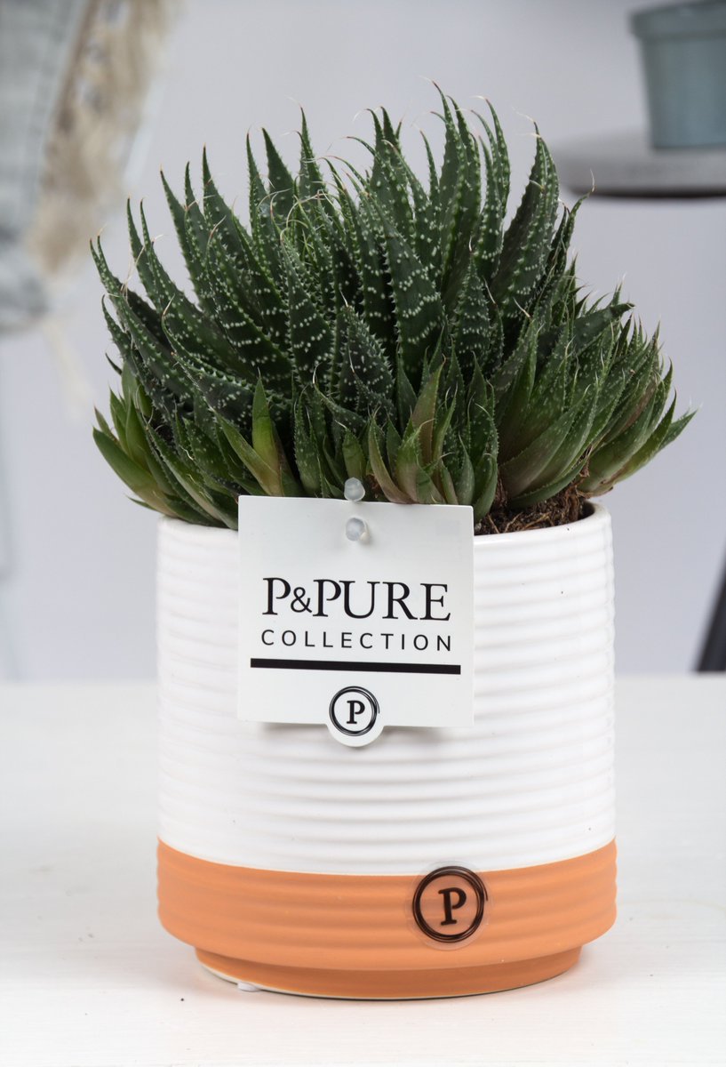 Onze #Milou is ook #onderweg op de #catwalk ... zij toont jullie de #Aloë #Aristata. Deze ribbelpot staat heel leuk op de #werkplek. Weer leverbaar <a href="/CactusStolk/">Cactuskwekerij Stolk</a>, onze Aloë-#specialist !