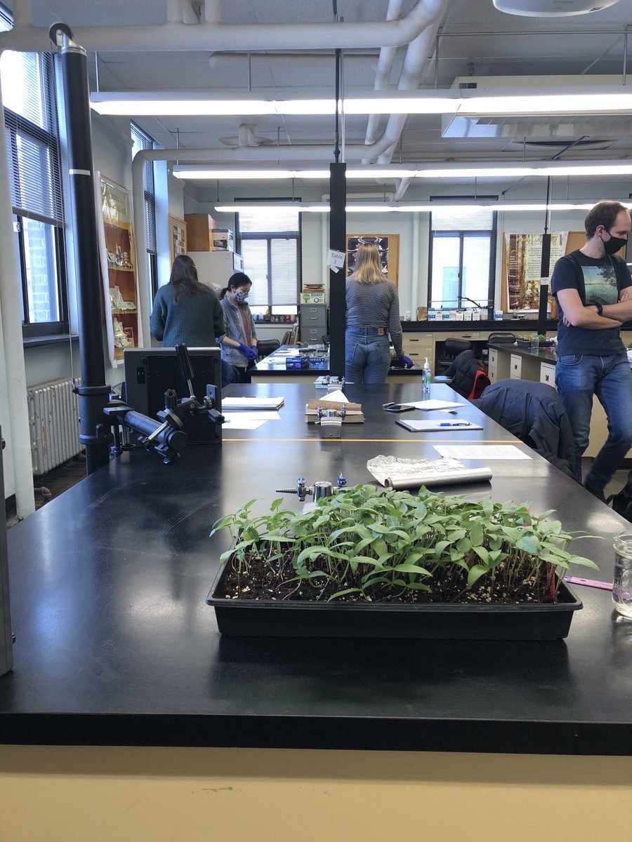 Taryn Bauerle (@tarynbauerle) on Twitter photo First days of our in-person nutrient deficiency lab for class a success! It is amazingly difficult to take pictures when everyone is so far apart. <a href="/Cornell/">Cornell University</a> First days of our in-person nutrient deficiency lab for class a success! It is amazingly difficult to take pictures when everyone is so far apart. <a href="/Cornell/">Cornell University</a>