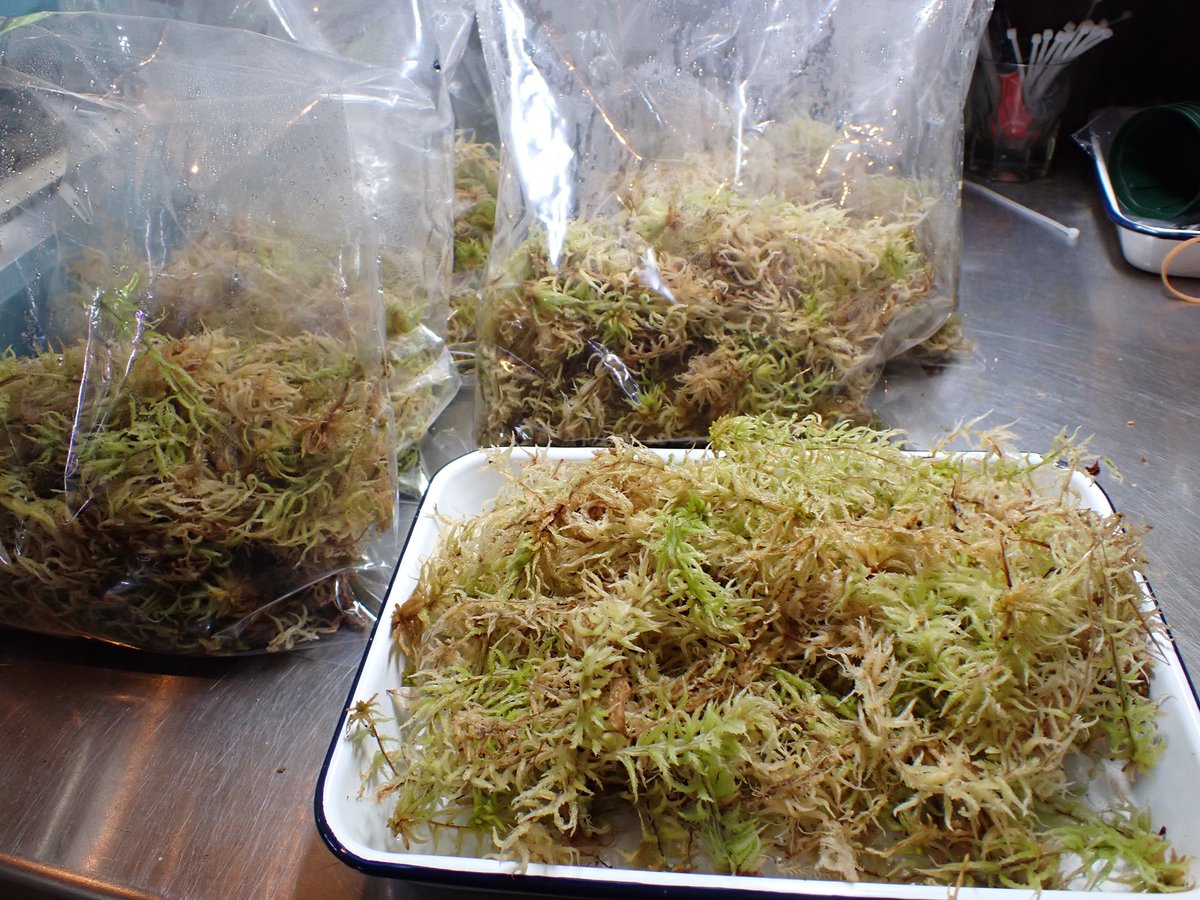 Aquarium Kind 養殖物の生ミズゴケ入荷しました しっかりとした長さの生ミズゴケで 着生ランやシダの根付けに 苔テラリウムなどの一角に たっぷり使えるボリュームパックで販売です バットに広げた量が1袋に入って 特価の 500です たくさん入荷して