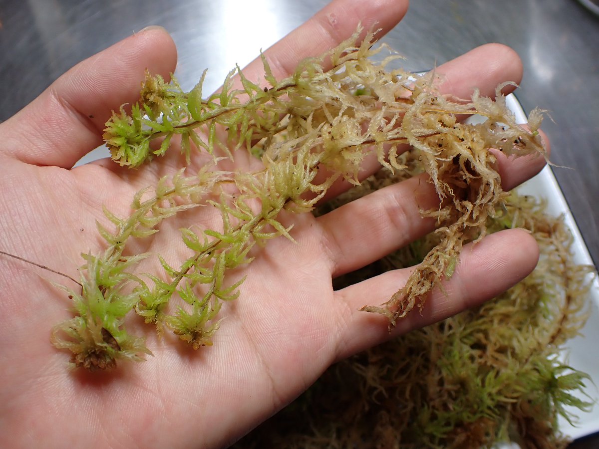 Aquarium Kind 養殖物の生ミズゴケ入荷しました しっかりとした長さの生ミズゴケで 着生ランやシダの根付けに 苔テラリウムなどの一角に たっぷり使えるボリュームパックで販売です バットに広げた量が1袋に入って 特価の 500です たくさん入荷して Aquarium Kind 養殖物の生ミズゴケ入荷しました しっかりとした長さの生ミズゴケで 着生ランやシダの根付けに 苔テラリウムなどの一角に たっぷり使えるボリュームパックで販売です バットに広げた量が1袋に入って 特価の 500です たくさん入荷して