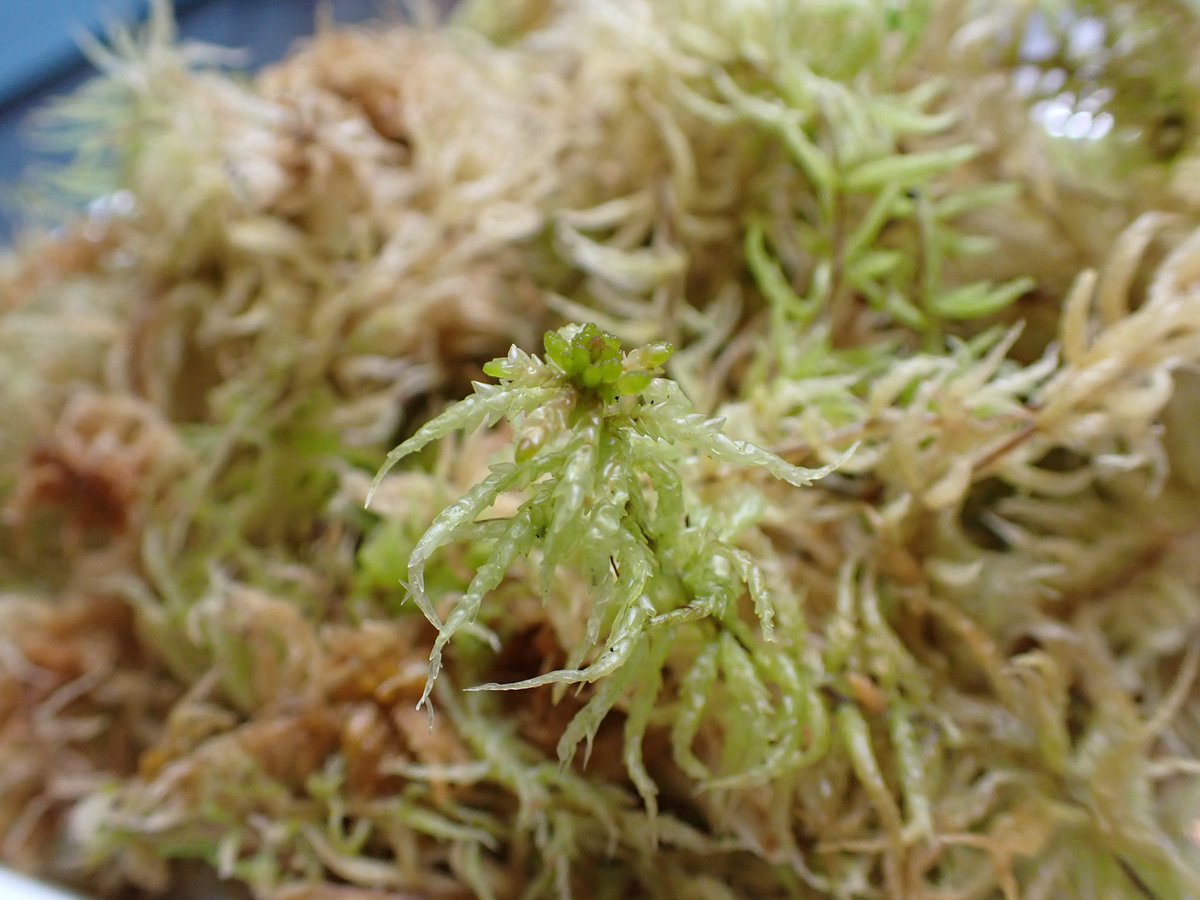 Aquarium Kind 養殖物の生ミズゴケ入荷しました しっかりとした長さの生ミズゴケで 着生ランやシダの根付けに 苔テラリウムなどの一角に たっぷり使えるボリュームパックで販売です バットに広げた量が1袋に入って 特価の 500です たくさん入荷して