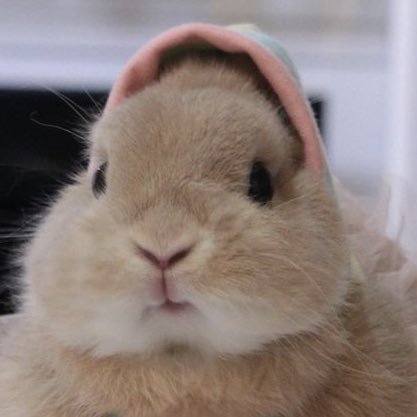 bunkoofiles's tweet photo. AHHHHH .... NOM https://t.co/YWOSbwxh8b