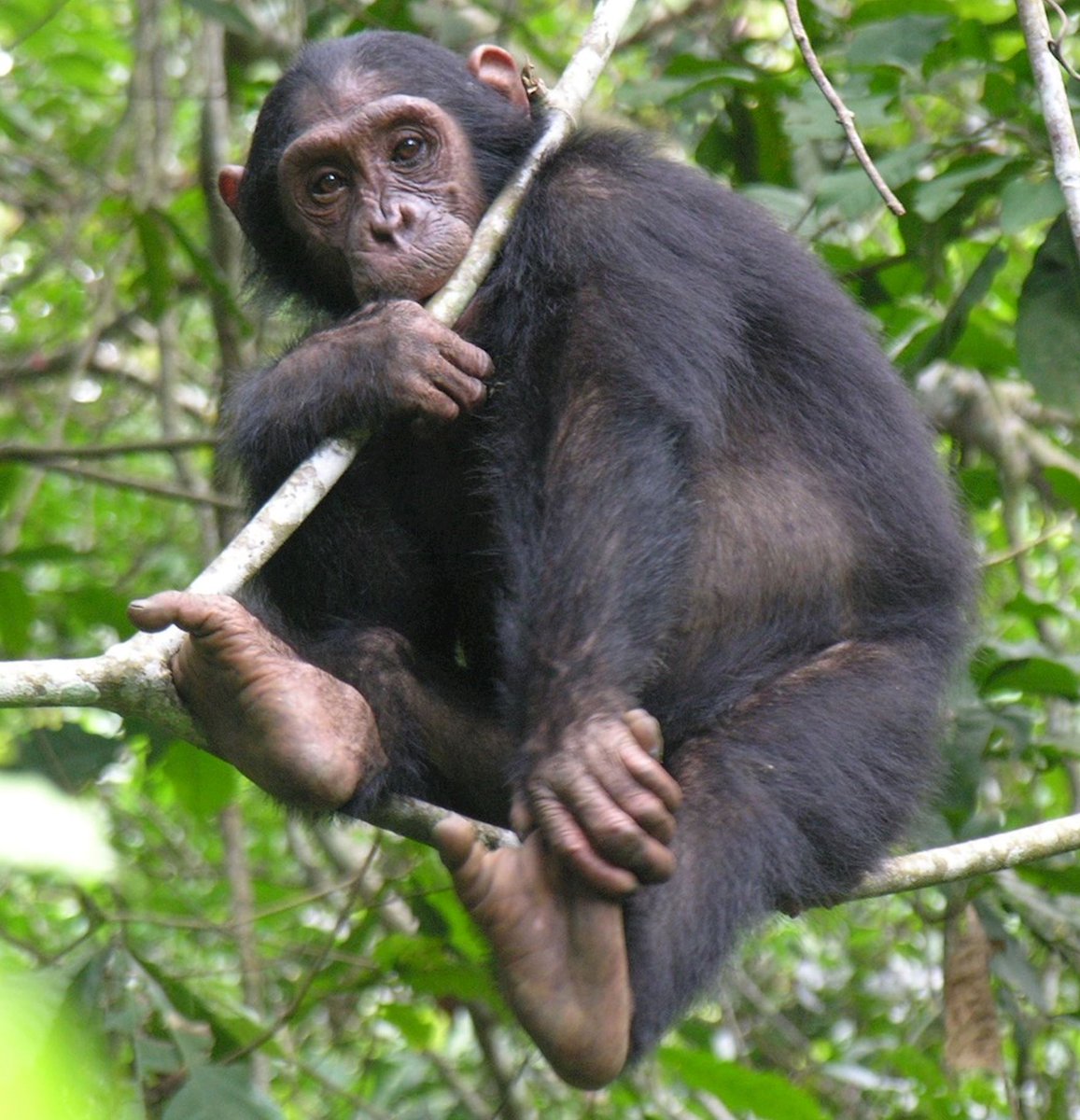 ZzikeSafaris's tweet photo. #Chimpanzees and other #Apes have feet flexible and suitable for grasping branches as they move through the trees unlike human feet which are rigid and more efficient for walking. #FactWednesday #zziketropicalsafaris https://t.co/Vd80nhr2Xq
