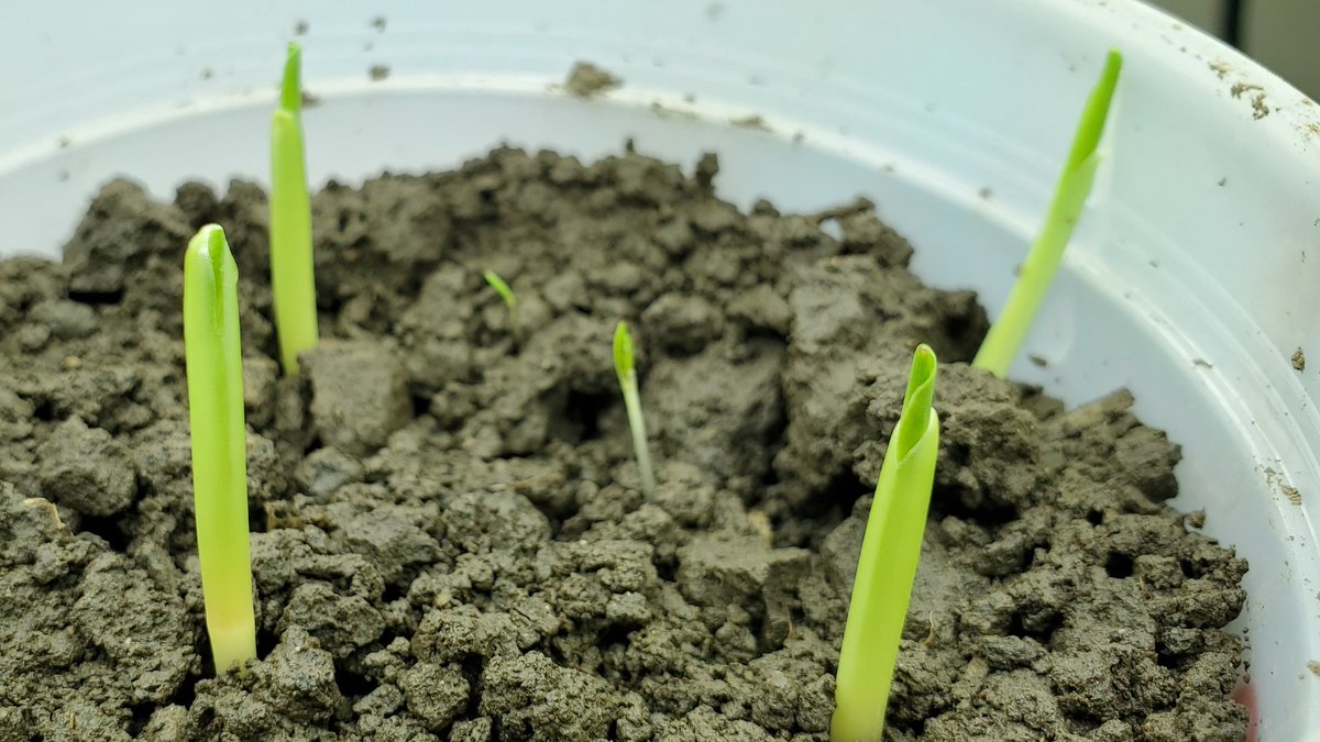 #Corn #weedfree #planting2021 <a href="/BrevantSeedsCA/">Brevant seeds Canada</a> <a href="/Drew_Pearson_/">Drew Pearson</a> <a href="/cowbrough/">Mike Cowbrough</a>  If it is warm enough for the corn to sprout the weeds already have sprouted. If you want top end corn early season weed control is a must to get through the critical weed free period.