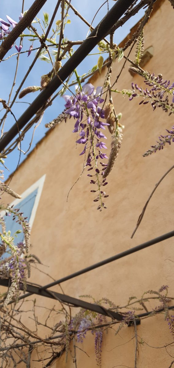 A few of photos that we took in late March last year... we can't wait for Spring to arrive once again here in Provence! 

#provence #olivesandvines #springtime