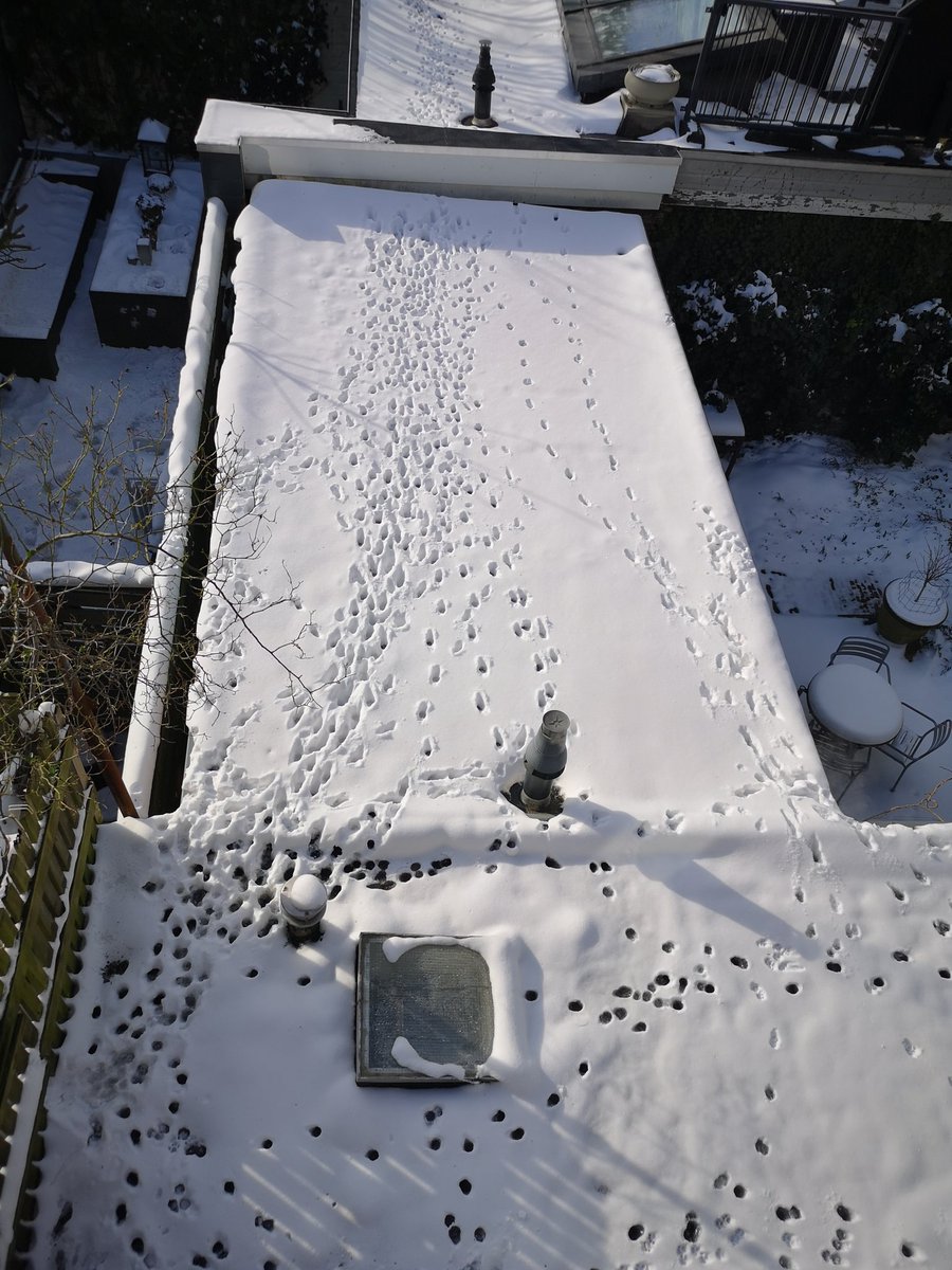 thegreatbakker's tweet photo. #snow #cattracks on the roofs π #Amsterdam # https://t.co/s5PJ5fbCXI