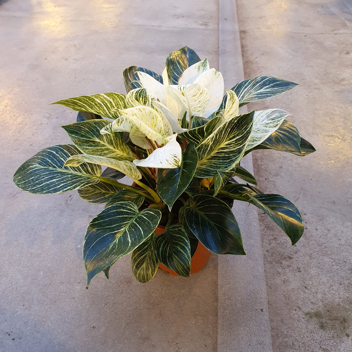 Just sold these #philodendron white #wave 19 cm at <a href="/msconsultancy/">Marco Stolze</a> Kpssales.com and clockonline.nl #novelty #export #wholesale #gardencenter #florist #plants #platform