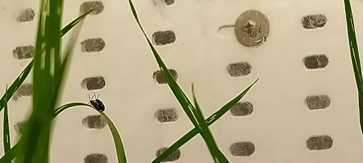 CaterPilarVesga's tweet photo. Love is in the air for Oulema melanopus. #biocontrol #pestinsects #entomology https://t.co/HCohymaFkQ