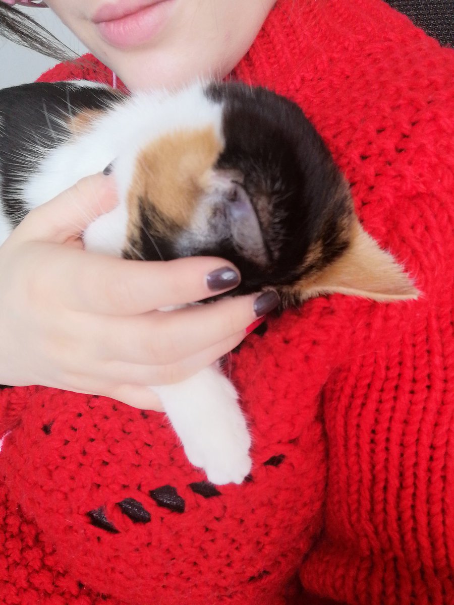 SpoopyCinnamaroll🏳️🌈 tweet media