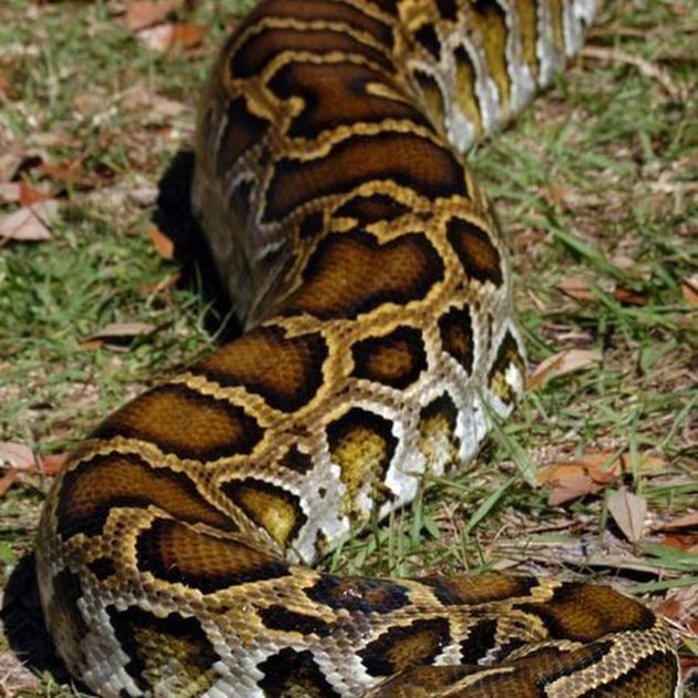 orlandosentinel's tweet image. 16-foot python fought off by Florida family on their property bit.ly/3tMEodJ