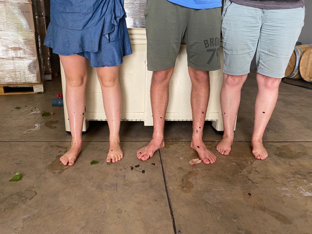 Beautiful day for harvesting the Pilgrim Bastardo!🍇👣🙌🏻