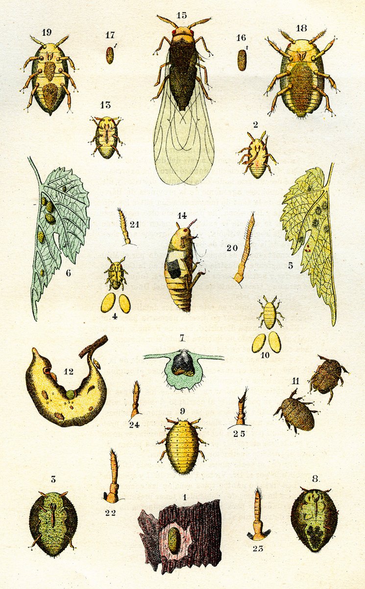MNCN_Col's tweet photo. #Graells dirigió el MNCN (1851-1867). Estaba muy interesado en el estudio de los insectos que causaban plagas en los cultivos como la #filoxera, la más devastadora en la historia de la viticultura mundial.
#250MNCN #Entomology #HistCol #Phylloxera #Viticulture #NatHist #Museums https://t.co/OZ5UCF566a