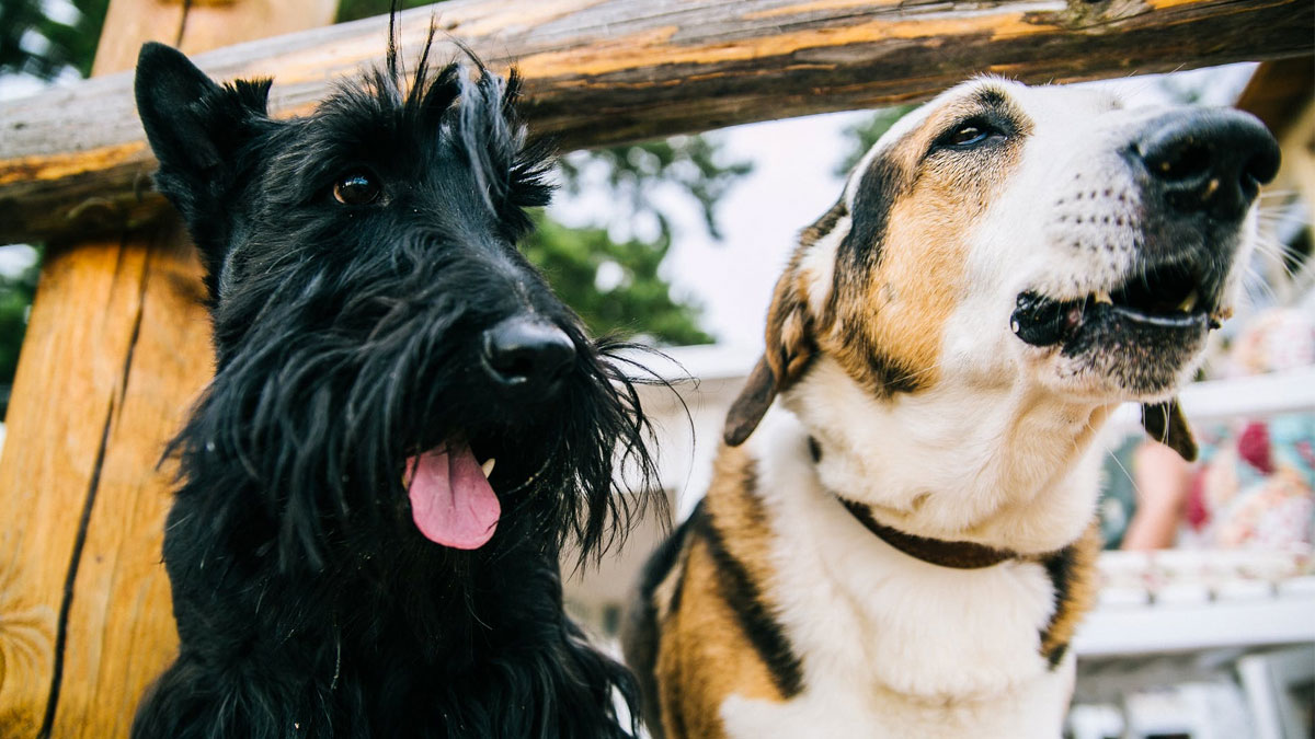 #ANIMALES: ¿Sabías que es un gran error usar productos humanos en las #mascotas? Aquí te dejamos un listado de productos prohibidos en nuestros queridos animalitos. Léelo aquí: ow.ly/uRue50Dw6Na