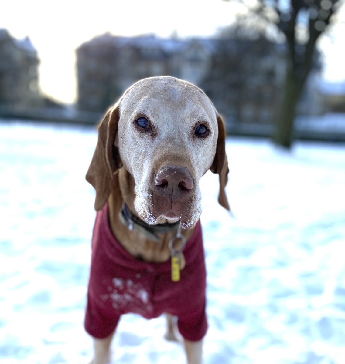 VikiMendelssohn's tweet photo. The snow catcher was out today #dogs #dogsoftwitter #snow #doggieworld #SnowDay #snowcatcher https://t.co/6jgeqAbFKl
