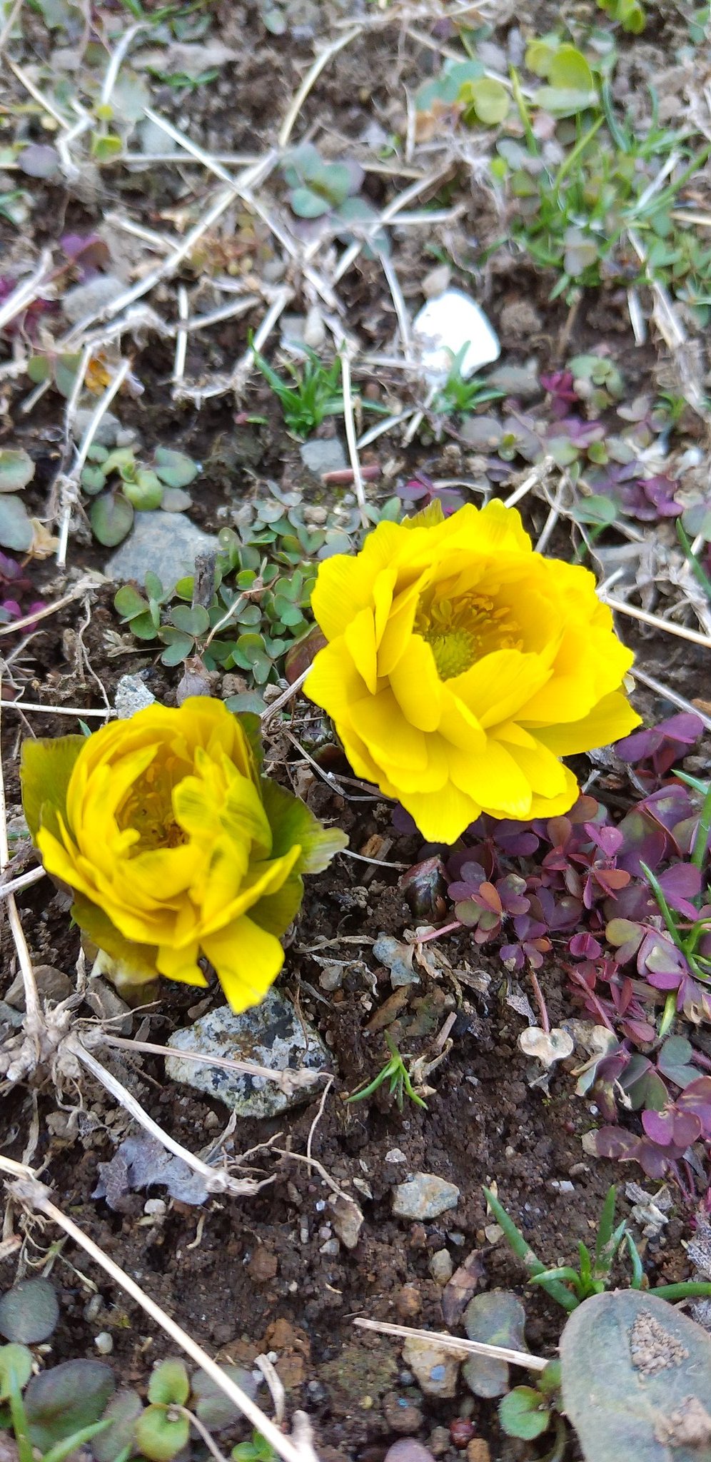 コロコロいちごファーム 今年も福寿草の花が咲き始めました 松伏町 コロコロいちごファーム いちごパック販売 福寿草 植えっぱなし コロコロいちごファーム 今年も福寿草の花が咲き始めました 松伏町 コロコロいちごファーム いちごパック販売 福寿草 植えっぱなし