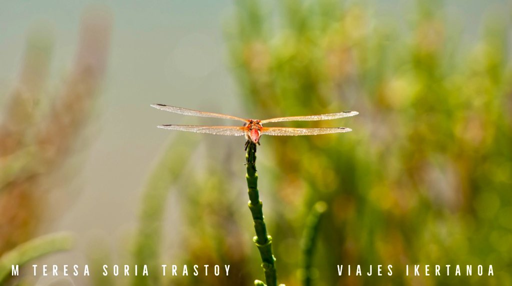 arqueoegipto's tweet photo. Junto con el anterior tuit, hoy va de #fotos off-topic. La fotografía es otra de mis grandes aficiones y estas son las cosas que hago cuando tengo muuuucho tiempo, o sea, casi nunca 😋 Las libélulas están hechas en manual total #naturelovers #naturaleza #fotografía #chiclana https://t.co/YXwz4WN5AD