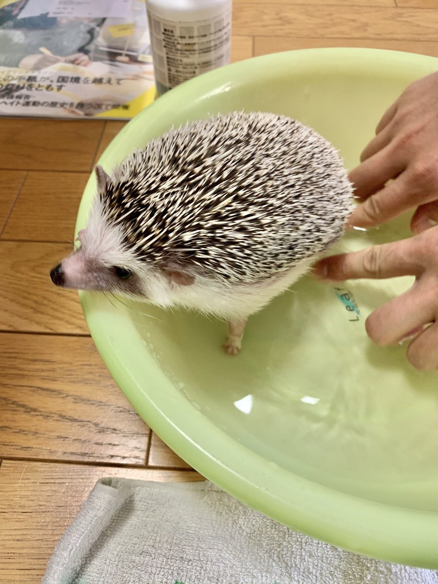 可愛いハリネズミ 可愛いハリネズミ