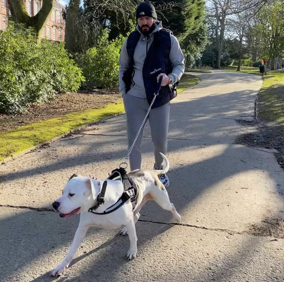 DavyFury's tweet photo. #freshair #walks #champ #dog #bigdog #restday #dogsoftwitter https://t.co/NL2hYtSocH