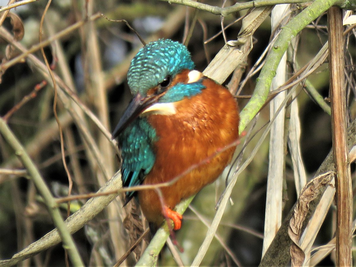 A kingfisher and heron @LeavalleyPark, Coppermill Stream.