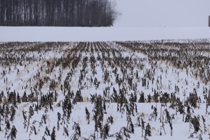 Checked on the Huron Cty Biostrip cover crops Monday. Thought I was going to die walking into over knee deep snow to retrieve time delay cameras 300m in. Left shows where Rup was banded to control vol wwheat behind combine. Ground still fully covered but less species!