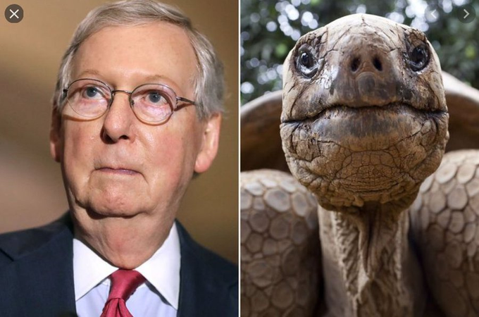 The McTurtle Thread/2VERY many of you have become convinced (fairly) that the GOP will acquit Trump again, because essentially all pundits tell you so. I am not DISPUTING their analysisI tell you the FACTSI need to tell you what the Teenage Mutant Mitch McTurtle is DOING