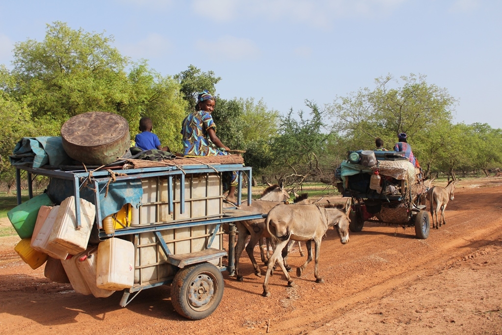 As well as providing #transportation for #people &amp; materials, working #animals across the world have a vital role in providing food, both directly by transporting goods to &amp; from the market, &amp; indirectly by earning money to buy #food. 

#CFS47 #FoodSecurity #Livestock #SDGs