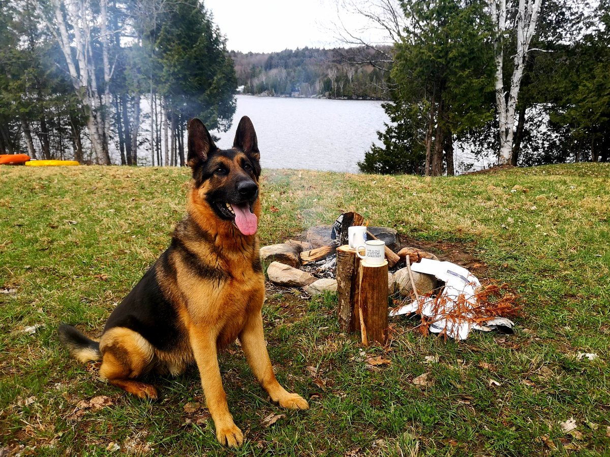 EricEdCollard's tweet photo. My good pal Rufus went to doggie heaven yesterday.
I got to share 2 great years with him, he was an incredible mentor and companion.
What a kind and affectionate soul. Loved humans, cuddles and nature. And meat. Not always other dogs, especially the small yappy ones. #RIPRufus https://t.co/XazNFDZy84