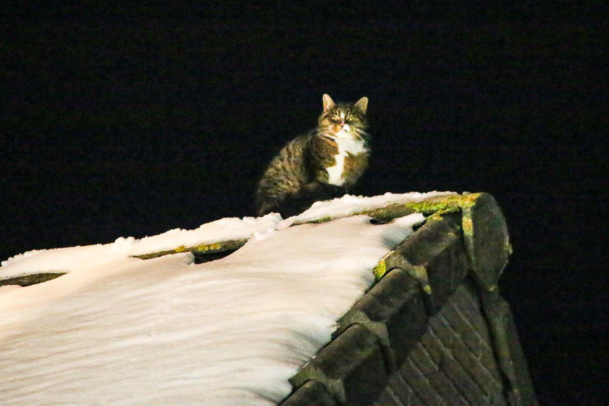 Brandweer redde vanavond een bange poes van het dak in #Helmond (@harriefotogra maakte 6 foto's) ..