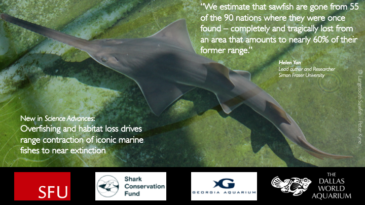 On top of the 46 nations where sawfishes are confirmed to be extinct, we predict that they are also extinct in 9 additional nations, meaning that sawfishes are extinct in 60% of their former range 8/n