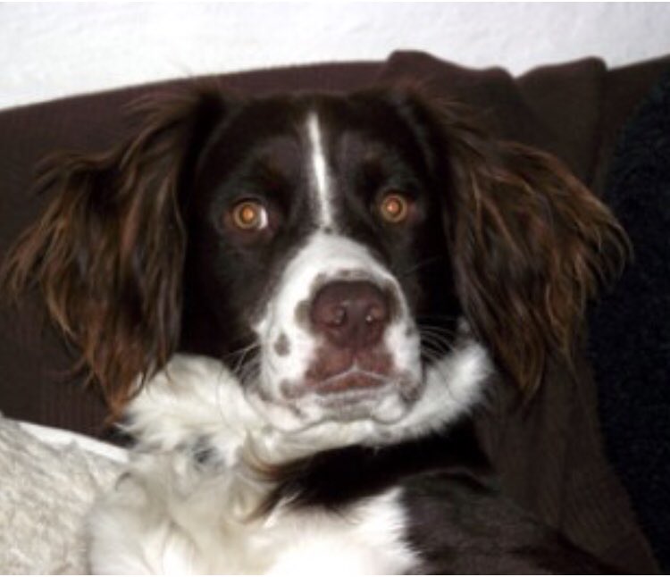 rosieDoc2's tweet photo. #SpanielHour
💔OSCAR MISSING 10 YEAR💔
Male #spaniel x liver&white 7/2/11
💔WHO FOUND OSCAR? WHERE IS HE NOW? OR WHAT HAPPENED TO HIM? Can we ask someone who knows to come forward? He couldn’t of disappeared....
#DeLank nr #StBreward
Last sighted #Delabole 5/6/14 Scar on chest https://t.co/rvH6EMNpFj