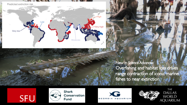 But it’s not all bad news! At least one species is still present in 38 nations. We predict that they are also present in eight data-deficient nations, which we highlight as priorities for research and protections.  #ProtectSawfish 9/n