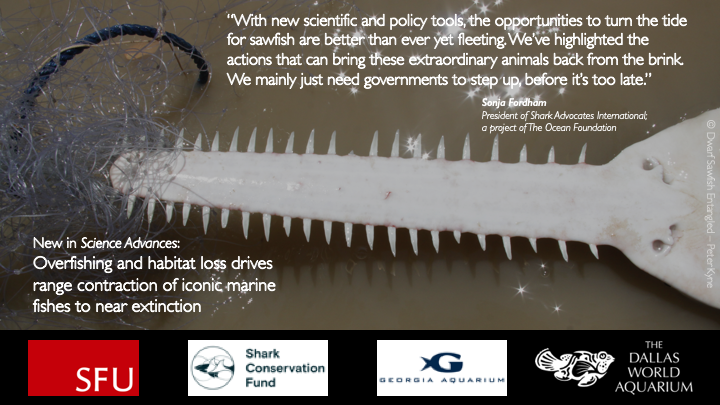 Reducing sawfish fishing mortality could reduce the global extinction risk by up to 21%. We need national bans on killing & retaining sawfishes, programs to prevent catches, max. post-release survival, and to protect habitats to bring them back from the brink of  #extinction 11/n