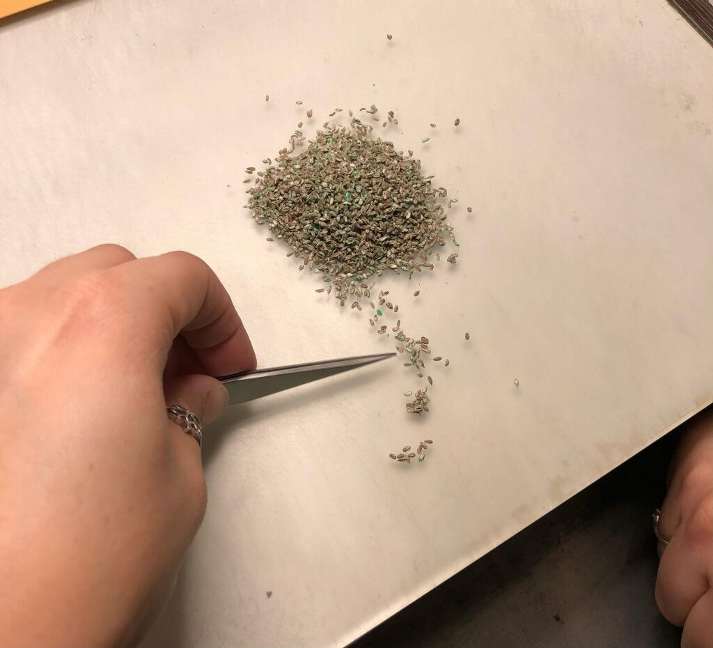 IL crop's seed lab is a recognized Canadian seed testing laboratory and we have 2 U.S. Canadian seed graders in the seed lab #seedtesting