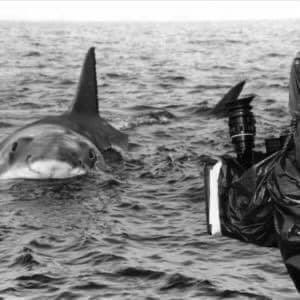 The Daily Jaws on Twitter: "Who remembers this awesome #bts #photo of a