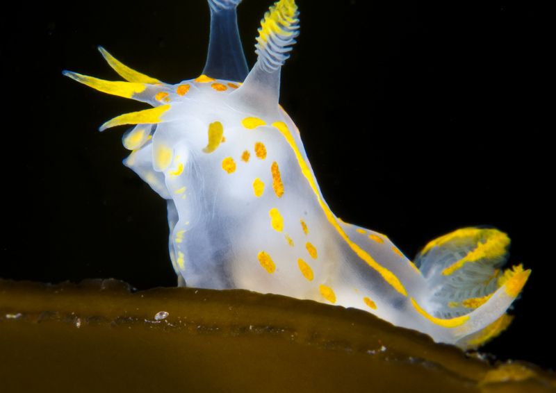 All dressed up with no where to go! 

These flamboyant looking creatures are sea slugs. They feed on sea mats which are found growing on kelp fronds. Have you ever spotted one while rockpooling? 

Alexander Mustard/2020VISION