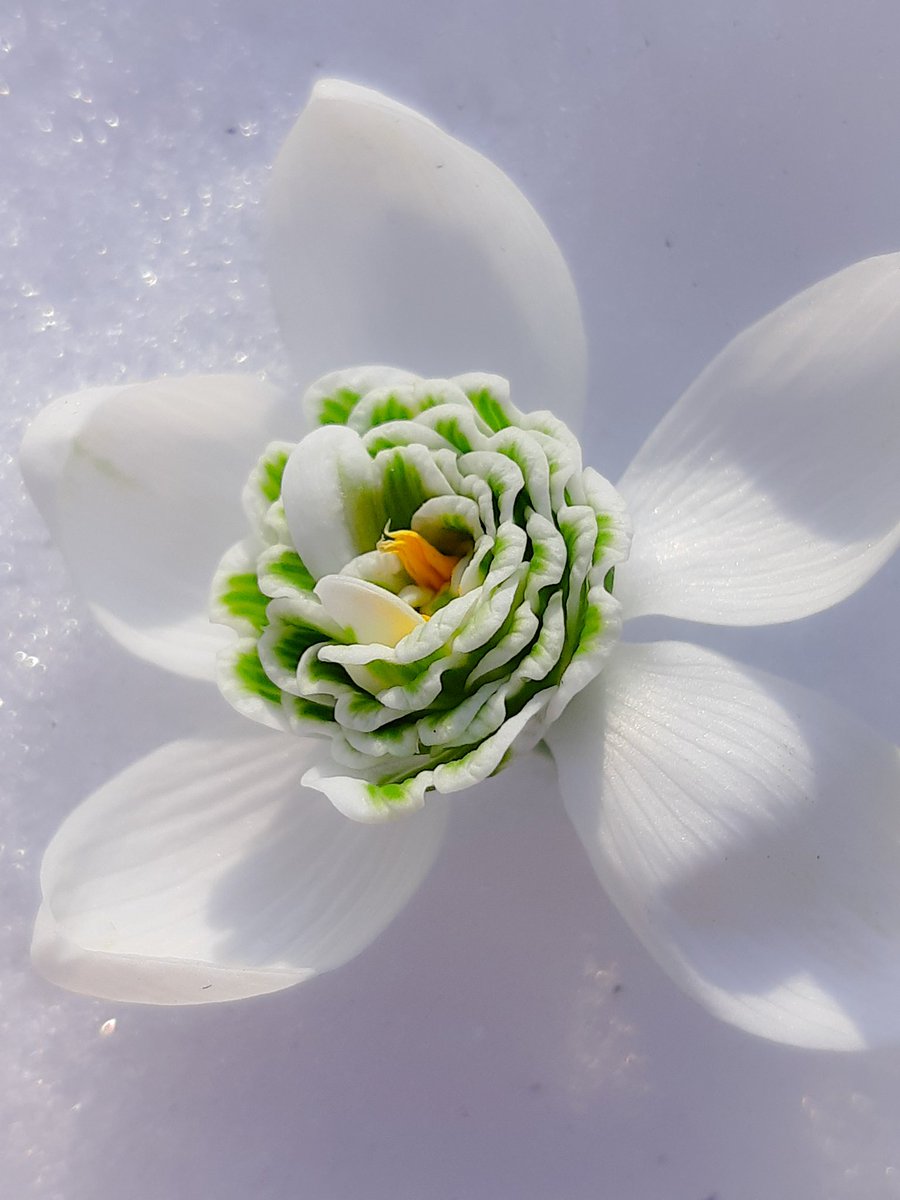 LotteTruelsen's tweet image. One of my newly purchased Snowdrops -  Galanthus Hill Poe - I'm totally in love 😍
#Snowdrop #WINTER #Flowers