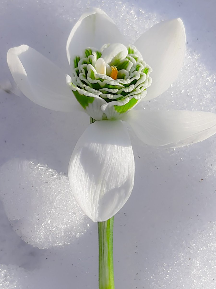 LotteTruelsen's tweet image. One of my newly purchased Snowdrops -  Galanthus Hill Poe - I'm totally in love 😍
#Snowdrop #WINTER #Flowers