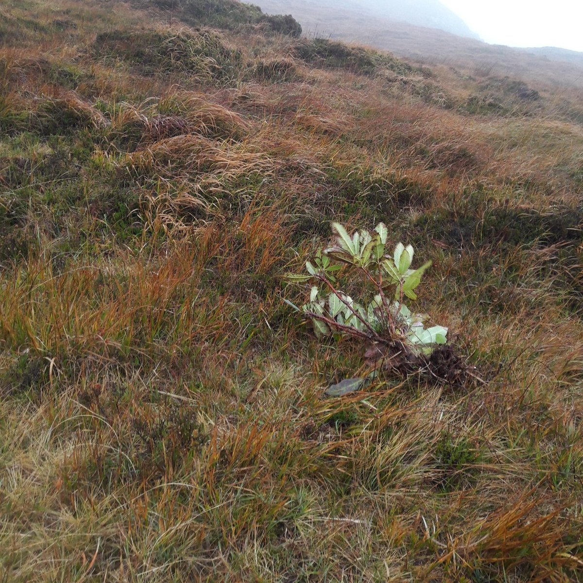 How to kill rhododendron- a thread-Size matters-Scenario 1: small plants, small area infected- pull them out by hand, taking the whole root out, and leave to desiccate on dry ground.