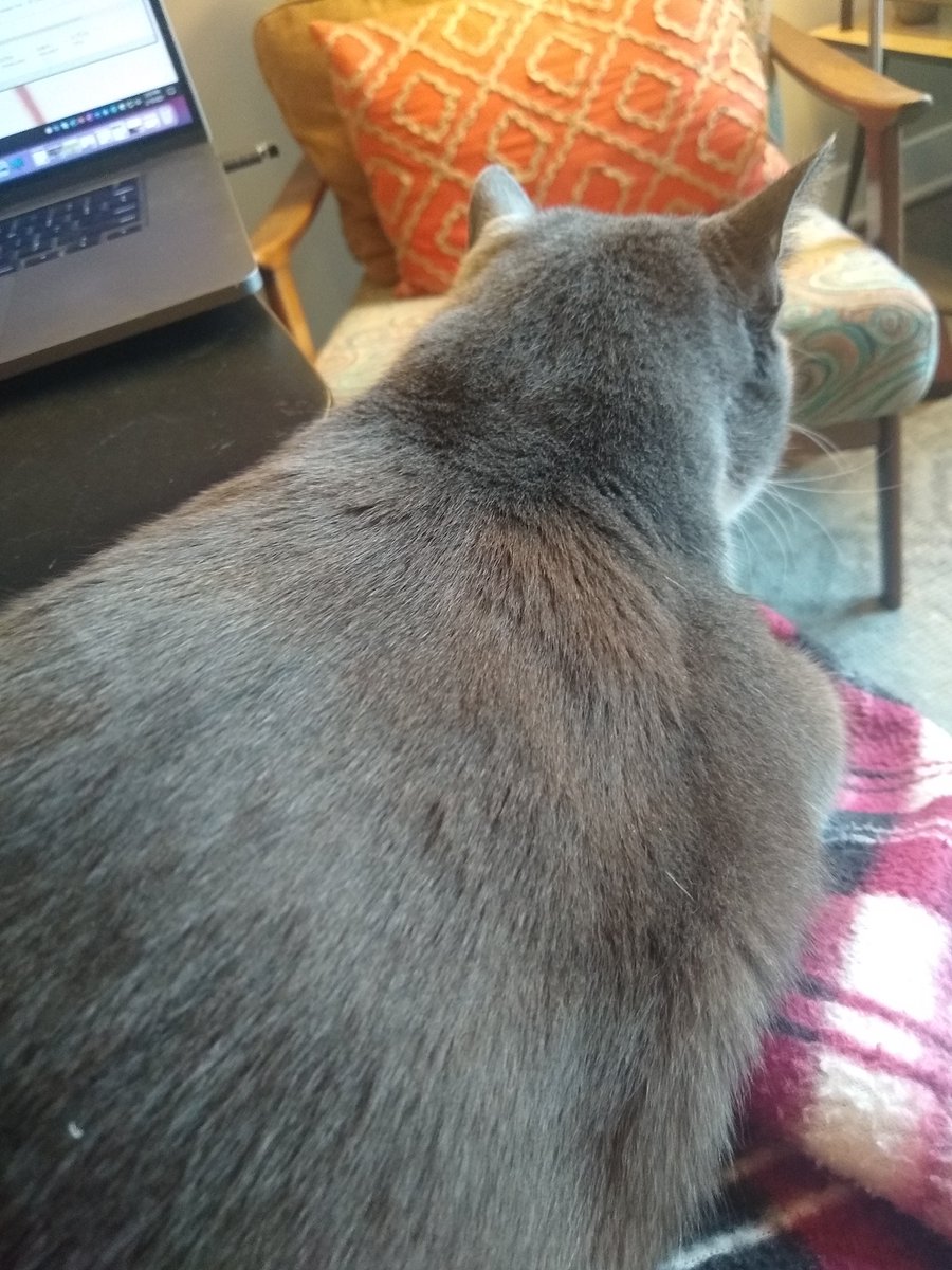 kaplajk's tweet image. assistant assisting #catshelp