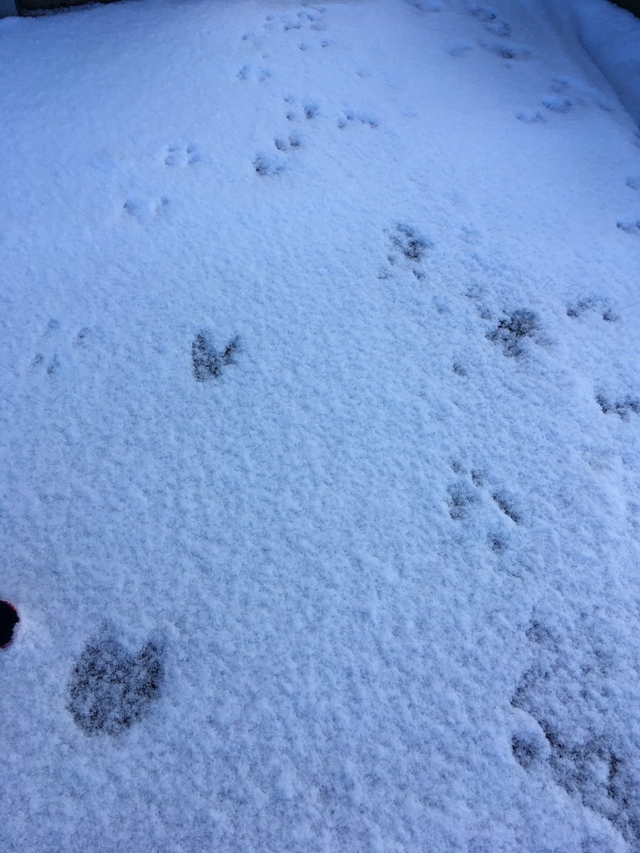SueAbel4's tweet photo. @HJAMissLSmith This is what Alice was wanting to show you earlier! The snow at work with a view over Leicester Racecourse.  We also found some interesting footprints in the snow! https://t.co/UKT2mSpPbb