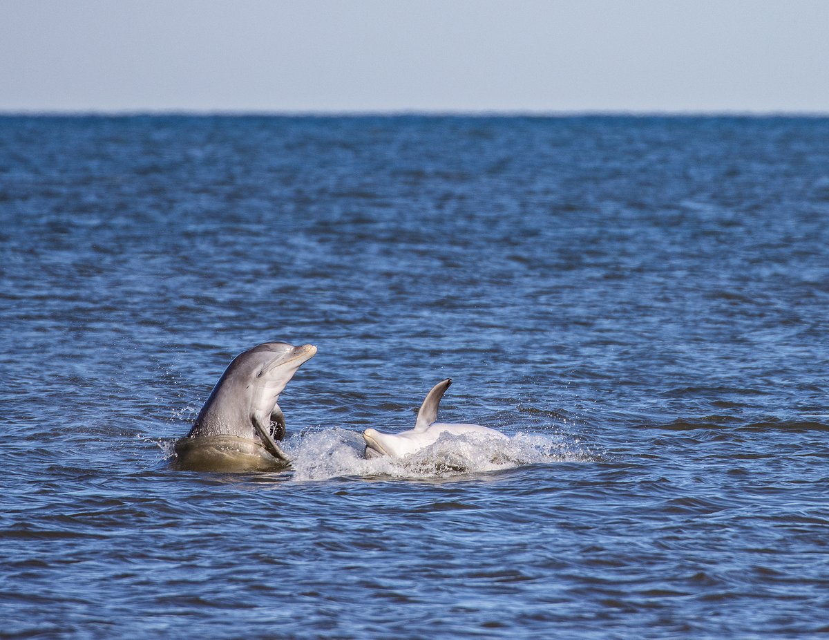 BHIConservancy's tweet image. Dolphins enjoying some fun in the sun off of East Beach 🐬☀️

#sharingnature #dolphin #baldheadisland