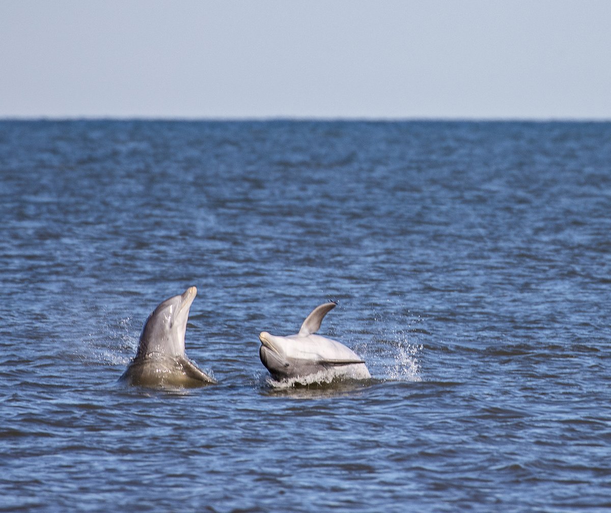 BHIConservancy's tweet image. Dolphins enjoying some fun in the sun off of East Beach 🐬☀️

#sharingnature #dolphin #baldheadisland