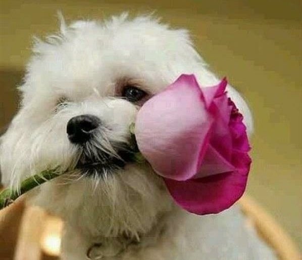 <a href="/Violet_Isak/">💜Anggie🖤</a>