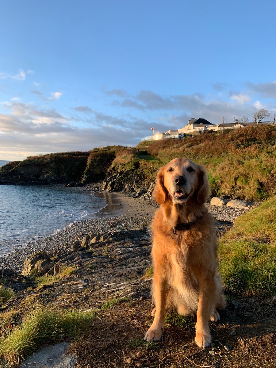 Does anybody know of a hotel which did not cater for dogs before the pandemic but has since started offering dog-friendly accommodation? #dogfriendlyireland

(Pics of Vipp at the ever dog-friendly <a href="/Dunmorehouse/">Dunmore House Hotel</a> &amp; <a href="/CastlemartyrRes/">Castlemartyr Resort</a> )