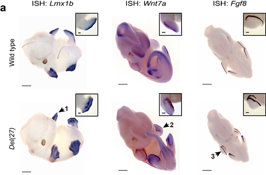 Moreover, the dorsalizing genes Lmx1b and Wnt7a were ectopically expressed in the ventral side of the limbs and the AER marker Fgf8 exhibited a proximo-ventral expansion resembling a double AER. The mice exhibited a double dorsal limb phenotype (loss of ventral limb identity).