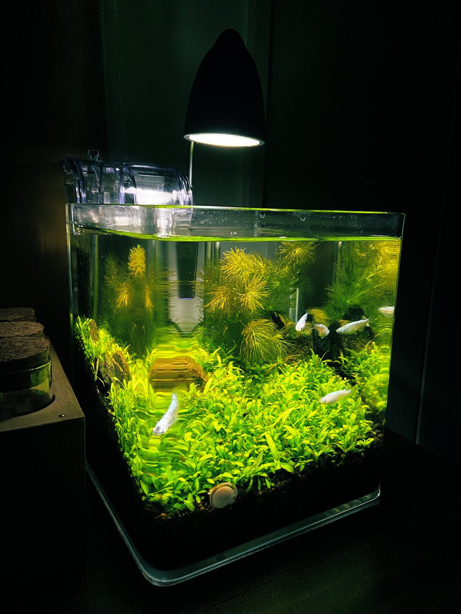 Reimeinayuta 金魚 ポケgo 水草絨毯がだい ぶわちゃわちゃしてきましたね そろそろ精鋭 ヤマトヌマエビの剪定部隊 の投入時期か メダカ 水草水槽 ネイチャーアクアリウム