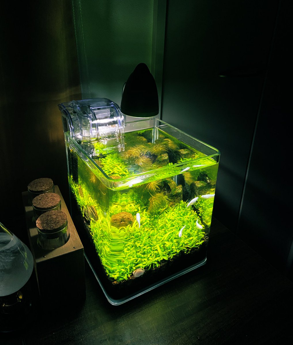 Reimeinayuta 金魚 ポケgo 水草絨毯がだい ぶわちゃわちゃしてきましたね そろそろ精鋭 ヤマトヌマエビの剪定部隊 の投入時期か メダカ 水草水槽 ネイチャーアクアリウム Reimeinayuta 金魚 ポケgo 水草絨毯がだい ぶわちゃわちゃしてきましたね そろそろ精鋭 ヤマトヌマエビの剪定部隊 の投入時期か メダカ 水草水槽 ネイチャーアクアリウム