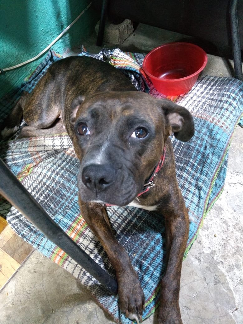 VIBRAmascotas's tweet photo. Preciosa Tana en busca de un hogar , dónde nunca más sea maltratada. Es muy tranquila convive con gatos. Anímate a tener una nueva mejor amiga 🥰 https://t.co/LOeVV1GfVR