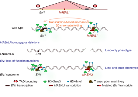 We also identify a key epigenetic mechanism that regulates En1 expression specifically in the limb and show that it is required for ventral limb specification during development.