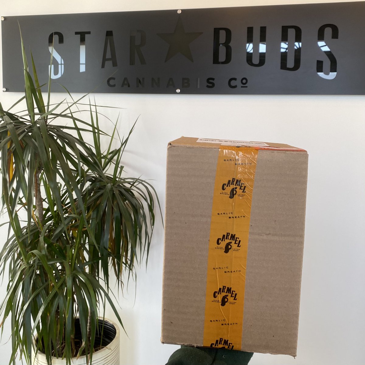 StarBudsON's tweet photo. We love #restock day. 🤘🏻 So excited for @carmelcannabis’ #GarlicBreath! A nice #calming #indica with a rich earthy flavour profile. 🌿 https://t.co/SPf7Nslzzq